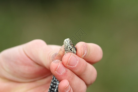 男人加法器动物手握着毒蛇Viperaursiniirakosiensis草甸蝰蛇图片