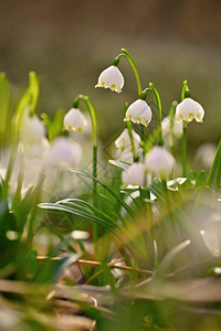 公园植物群环境春雪花LeucojumvernumBeabe在森林中美丽的白春花丰富多彩的自然背景图片
