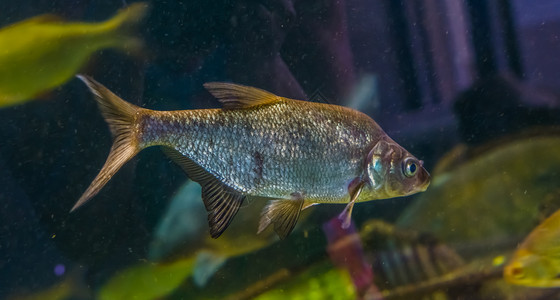 海洋淡水族馆在中游泳的一条普通树脂闪亮银鱼水产养殖业热宠物的近视肖像图片