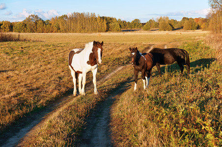 田野中的马带红点白小动物母年轻的图片