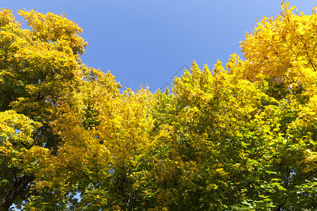 蓝天下的秋树图片