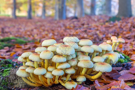 有机体团季节秋风藻林中的蘑菇组群图片