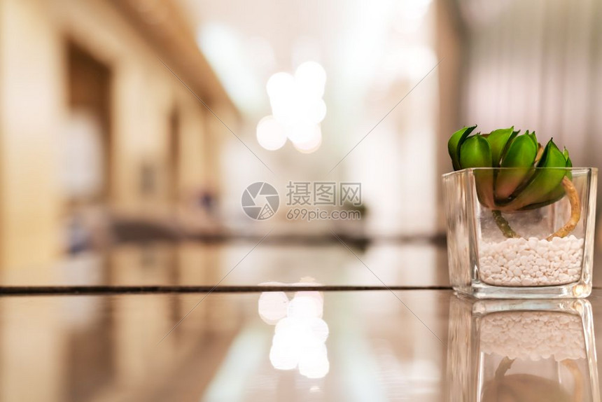 客厅桌上的仙人掌锅具有复制空间概念的背景模糊花园生长图片