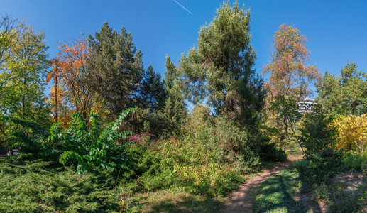 乌克兰敖德萨老植物园的树木乌克兰奥德萨旧植物园的阳光明媚秋天日安静的老户外图片