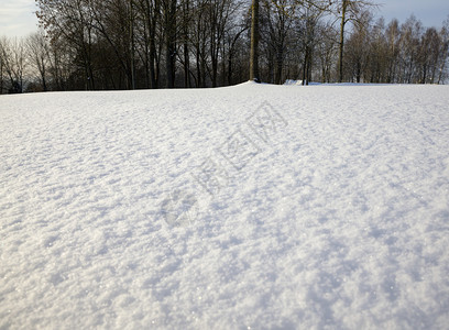 如画冬季雪和在漂流寒冷的天气风霜严寒候景观下树木在冬季雪下枯萎晴天木头图片