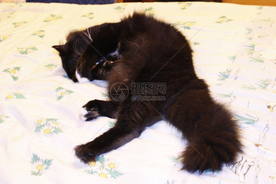 黑猫躺在白床上的易感躺床上的易感哺乳动物种类舒适图片