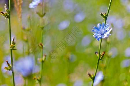 设计时美丽的蓝色花朵背景环境为了绿色丰富多彩的图片