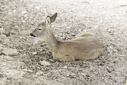 肖像白色的鹿角年轻野马山中幼兽的详情哺乳动物图片