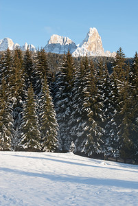 在意大利北部多洛米特人区的一幅闪光冬季景象松树森林地区图片