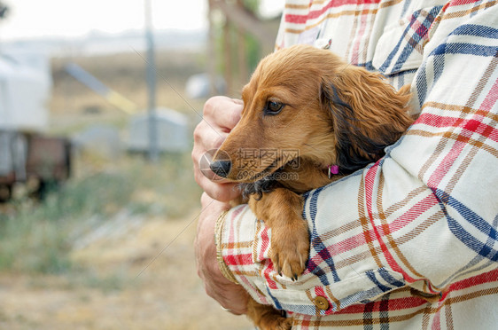 怀里抱着可爱的棕色腊肠犬乐趣快的图片