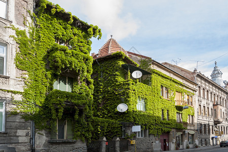 街道房子被常春藤螺旋覆盖欧洲建筑学图片