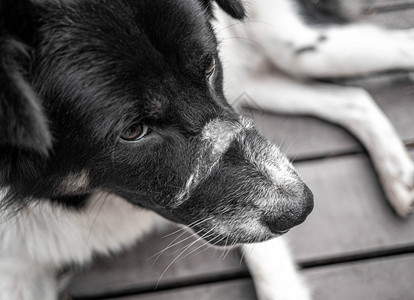 疲劳的黑白短发狗躺在公园的木地上小狗毛皮图片