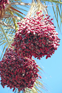 树干成熟的枣挂在上的枣簇热带水果挂在椰树上的黄色成熟枣子挂在棕榈树上的成熟枣果串挂在树上的枣成熟果实夏天美味背景图片