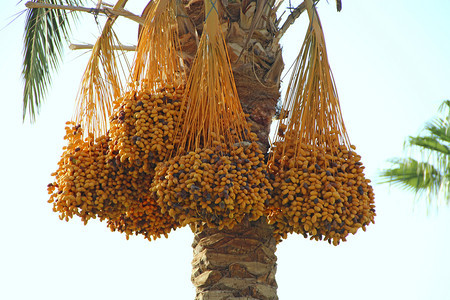 高的门户14枣树成熟果实挂在上天图片