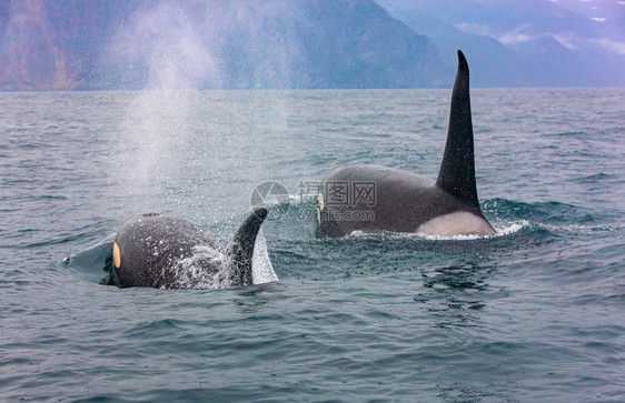 一对短暂的虎鲸穿越阿瓦查湾水域堪察特卡选择焦点另一对短暂的虎鲸穿过水域这对长途虎鲸通过水域在蓝色的杀手图片