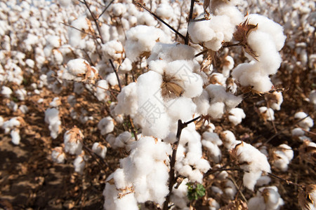 户外铃织物澳大利亚新南威尔士州Warren附近准备收获的棉花图片