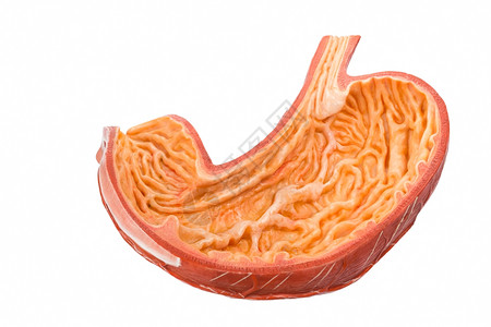 果汁学校人造类肠内白色隔离在纸上胃图片