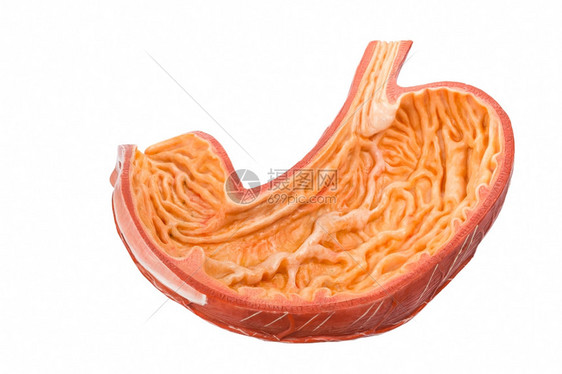 果汁学校人造类肠内白色隔离在纸上胃图片