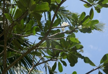 愿望美丽南部白弗朗吉帕尼花朵在亚洲斯里兰卡12月绿色花园的寺树上自然生长图片