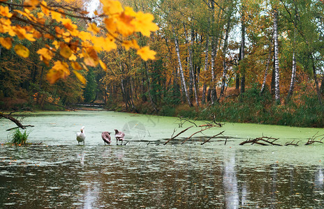 棕色的漂浮森林湖上天鹅秋池塘上的灰鹅秋池塘上的灰鹅湖图片