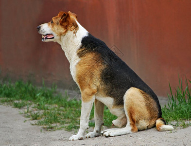 一只流浪狗坐在地上仰望着侧面的一头流浪狗脸哺乳动物坐着图片