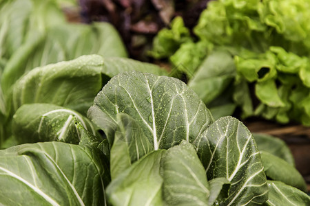 美食生湿菠菜叶绿色蔬细节健康食品饮生湿菠菜叶春天植物图片