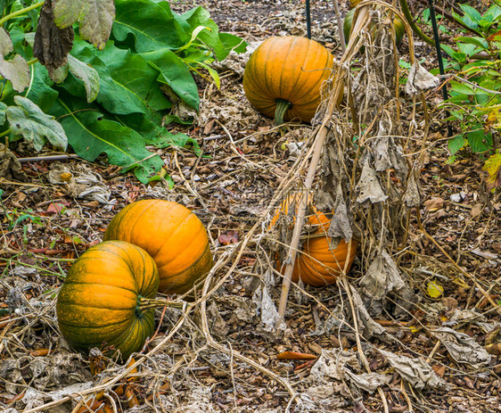 一种些成熟的新鲜橙色神圣南瓜躺在地上有机花园里农业感恩图片