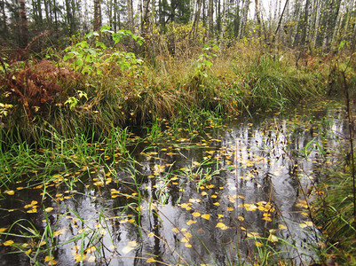 秋天的风景森林河流秋天黄叶落在水面上九月季节景观图片