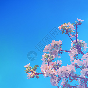 正方形一棵盛开的苹果树枝有白花和蓝天空春背景有复制空间选择焦点苹果树花与蓝天空相对抗夏明亮的图片