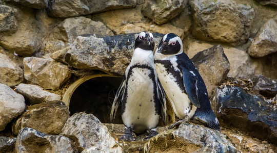 岬黑色的在非洲海岸濒危动物种群情侣们一起吃着对可爱的非洲企鹅图片