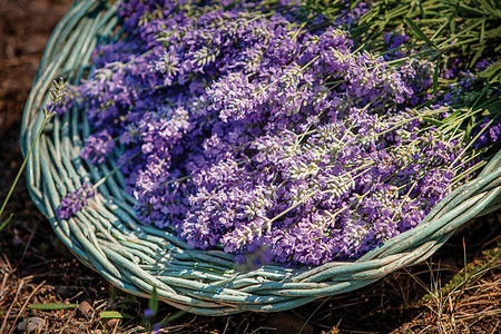 自然有香味的普罗旺斯紫色Lavender关闭宏模糊背景图片