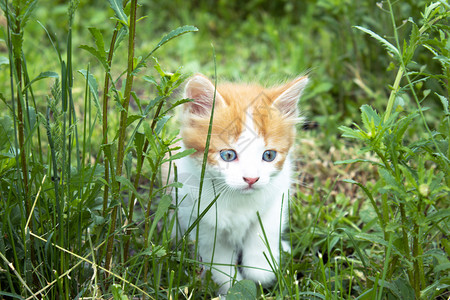 草丛中玩耍的猫咪幼崽图片