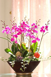 窗台上附近的花盆里粉红兰团明亮的礼物体图片
