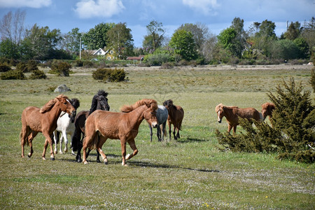 瑞典南奥兰世界遗产中的马匹跑在瑞典南部奥兰景观自由农场图片