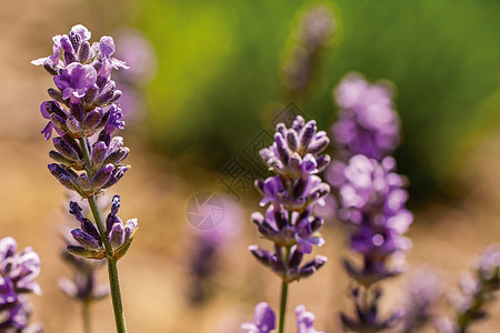 紫色Lavender关闭宏模糊背景植物场地草本图片