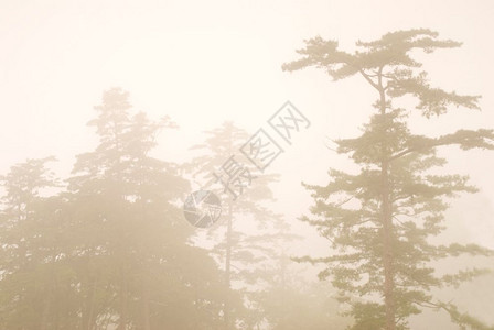 神秘美丽林中带雾天然地的松树平静图片