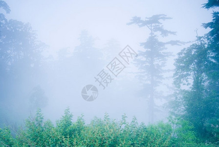 户外风景优美神秘林中带雾天然地的松树图片
