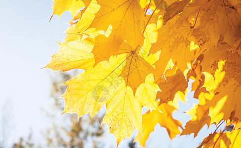 阳光照射在金黄色的秋叶上图片