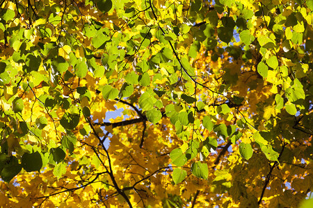 一棵椴树的黄色叶子在秋天季节黄色叶子秋天公园十月过时的图片