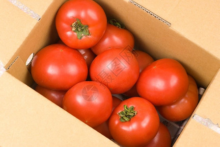 生的饮食可口纸箱中新鲜红番茄供出售图片