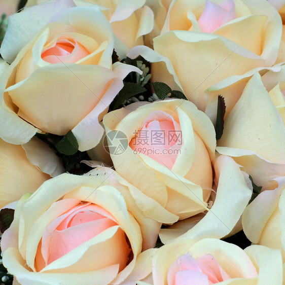 花朵的多彩玫瑰热带阳光美丽图片
