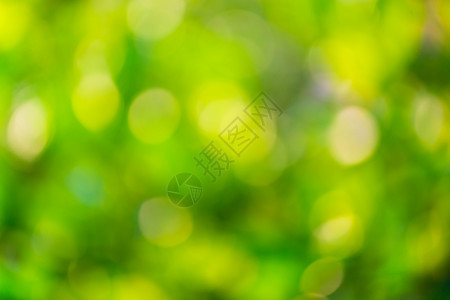 自然太阳艺术带有圆环的绿色bokeh背景夏季抽象主题图片