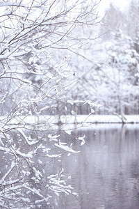 美丽的寒冬底色模糊积雪分枝和冰湖户外自然图片