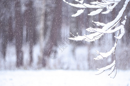 冰木头招牌雪卷树枝文字地点冬季和新年的布丁板用于刻在雪花边枝文字位置冬天和新年的木板图片