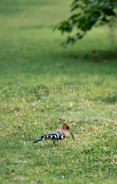 在绿院上步行寻找食物的欧亚环球小鸡乌普帕epops喂食搜索有翼的图片