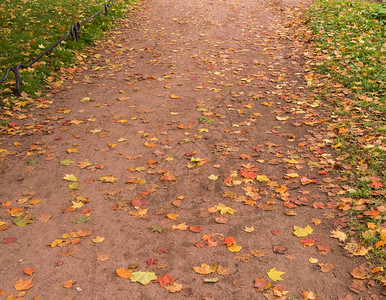 十一月公园小巷里满是黄叶子树明亮的图片