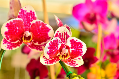 花瓣粉色的五彩蝴蝶兰植物图片