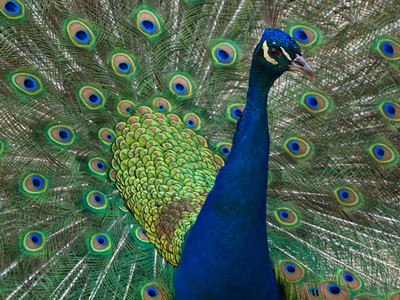 跳舞普通孔雀及其非凡的羽毛粉迷孔雀花园脖子图片