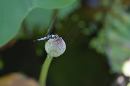 开花在莲上紧贴一只苍蝇夏天户外图片