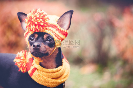 自然在秋天公园的围巾和帽子中狗玩具机秋季滑稽小狗美丽的犬类图片